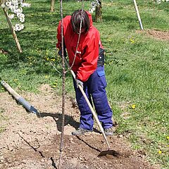 Bild vom Pflanzen eines jungen Obstbaums auf einer Obstwiese.