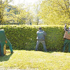 Bild von drei Personen, die eine große Hecke schneiden, in Rückenansicht.