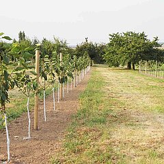 Bild von einer Obstwiese mit gemähtem Randstreifen.